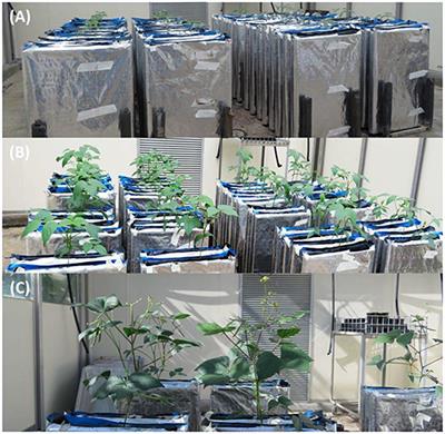 Genotypic Variability in Architectural Development of Mungbean (Vigna radiata L.) Root Systems and Physiological Relationships With Shoot Growth Dynamics